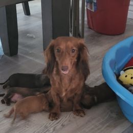 Rhea - Dachshund