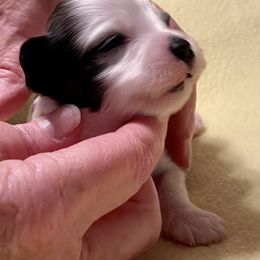 Girl 3 - Fawn sable Havanese puppy in Athens, Alabama from Sunsation Havanese