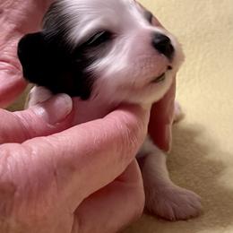Girl 3 - Fawn sable Havanese puppy in Athens, Alabama from Sunsation Havanese
