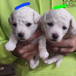 Boy 2 - White Bichon Frise puppy in Grass Lake, Michigan from Waterloo Bichons AKC