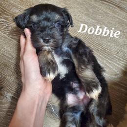 Dobbie - Black male Miniature Schnauzer puppy in Sandy, Utah from Phantom League Schnauzers