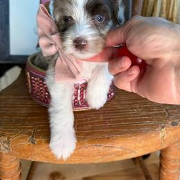 Peach - Chocolate merle female Bernedoodle puppy in Curtice, Ohio from The Pink Doghouse