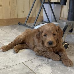Asher - Red  male Goldendoodle puppy in Sugarcreek, Ohio from True Hearted Doodles