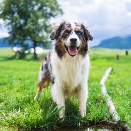 Australian Shepherds and Miniature Australian Shepherds from Black Hills Aussies