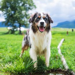Australian Shepherds and Miniature Australian Shepherds from Black Hills Aussies