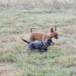 Dachshund Puppies from Faith & Grace Doxies