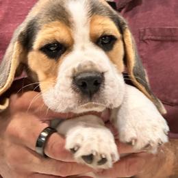 Roper - Black tan and white male Beagle puppy in Needville, Texas from Rancho Robles Kennels