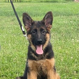 German Shepherd Puppies from von Fenja German Shepherd Dogs