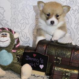 Danny's girl - Sable female Pembroke Welsh Corgi puppy in Purcellville, Virginia from Rhone River Farm Pembroke Welsh Corgis
