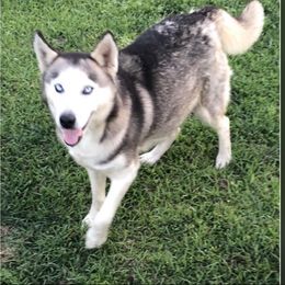 Rasha - Siberian Husky