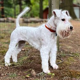 Izzie - Miniature Schnauzer
