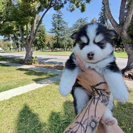 Stella - Black and white female Pomsky puppy in La Verne, California from Red Cedar Pomskies