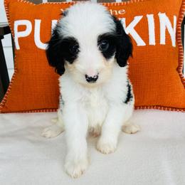 Angus - Parti male Goldendoodle puppy in Auburn, Indiana from Martin’s Doodles