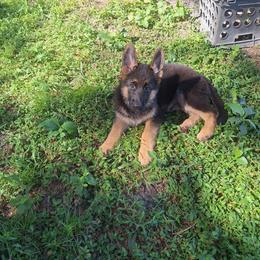 Julie vom LegendLand - Black and red female German Shepherd puppy in Hillsborough County, Florida from Vom Legend Land