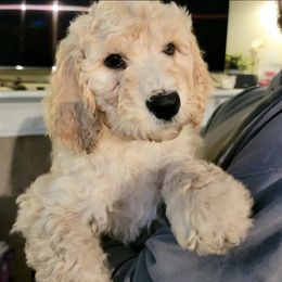 Goldendoodles from D&D_Doodles of Gresham