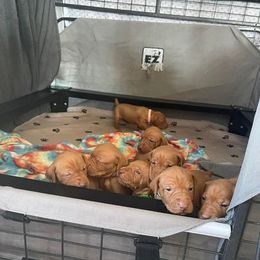 Vizsla Puppies from Nicole Lanie's Viszla