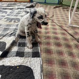 Boy 6 Fuzzy - White and black male Dalmatian puppy in Williamsburg, Ohio from Dewey’s Dals