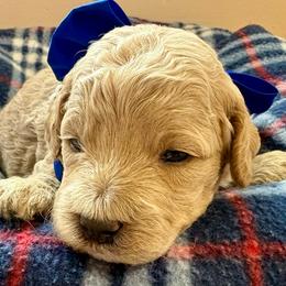 All Star - Apricot male Goldendoodle puppy in Roy, Utah from Doodles are Amazing