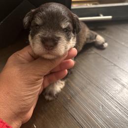 Liverpool(Lime) - Liver male Miniature Schnauzer puppy in Hemet, California from Feshia's Miniature Schnauzers