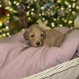 Sassy - Apricot female Goldendoodle puppy in Greenville, South Carolina from Law Doodles of SC