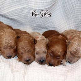 Girl 3 - female Goldendoodle puppy in Lebanon, Missouri from Knapp's Paw Prints