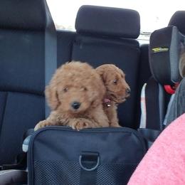 Bernedoodle and Goldendoodle Puppies from Happy Valley Doodles
