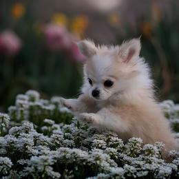 Chihuahua Puppies from DiLusso Chihuahuas