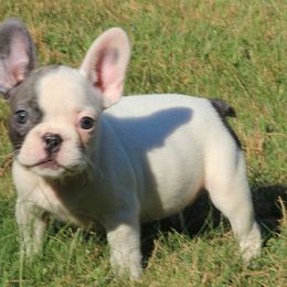 French Bulldog Puppies from The Bully Barn