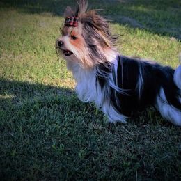 Bentley  - Biewer Terrier