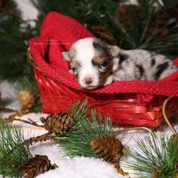 Salara - Blue merle female Miniature American Shepherd puppy in Kalama, Washington from Lone Pine Miniature American Shepherds