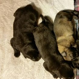 German Shepherd Puppies from Ca-She Shepherds