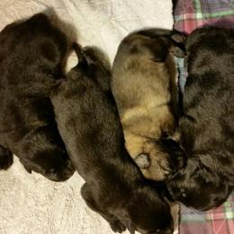 German Shepherd Puppies from Ca-She Shepherds