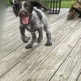 American Bully, German Shorthaired Pointer, and German Wirehaired Pointer All Grown Up from Shoreline Pointers