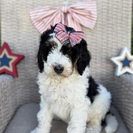Kiki - Black and white female Bernedoodle puppy in Perrysville, Ohio from Pleasant Valley Bernedoodles