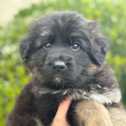 KitKat - Black and tan male German Shepherd puppy in Warwick, Rhode Island from Karma Kennels