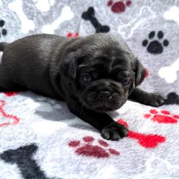 Pixie - Black female Pug puppy in Ludowici, Georgia from Royal Destiny Kennels
