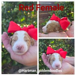 Red - Apricot female Goldendoodle puppy in Upland, California from Hartman Goldendoodles