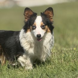 American Corgis and Pembroke Welsh Corgis from Rhettro Kennels