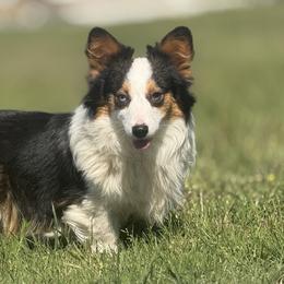 American Corgis and Pembroke Welsh Corgis from Rhettro Kennels