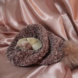 Satin - Orange female Pomeranian puppy in University City, Missouri from Textilepoms