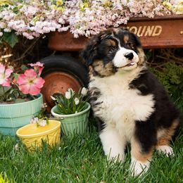 Australian Shepherd Puppies from Kristi Speck