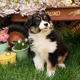 Australian Shepherd Puppies from Kristi Speck