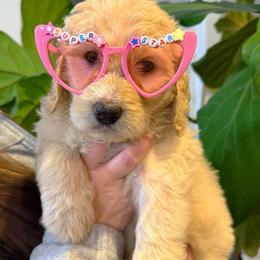 Honey - Parti female Goldendoodle puppy in Social Circle, Georgia from Poppiedoodle Farms
