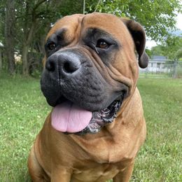 Bullmastiffs from Merica's Bullmastiffs