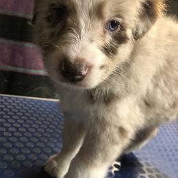 Australian Shepherd Puppies from Wagon Wheel Aussies