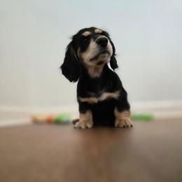 Black and Tan Male - Limited AKC - Black and tan male Dachshund puppy in Nashville, Tennessee from Farmhouse Sausages - Located in TN delivers all over US