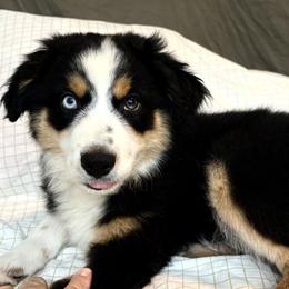 Black tri boy - Black tri male Miniature Australian Shepherd puppy in Nashville, Tennessee from Little B’s Aussies
