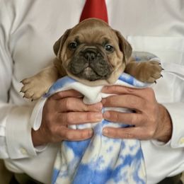 Walter - Blue fawn male French Bulldog puppy in Pine Township, Pennsylvania from BlueCairo Frenchies