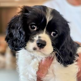 Cavalier King Charles Spaniels from Dixie Bass