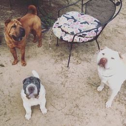 Chinese Shar-Pei Puppies from Polka Pei Chinese Shar Pei